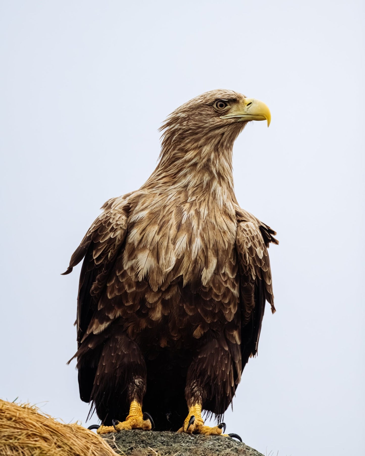 Kings of the Air IV - Allie Richards Photography