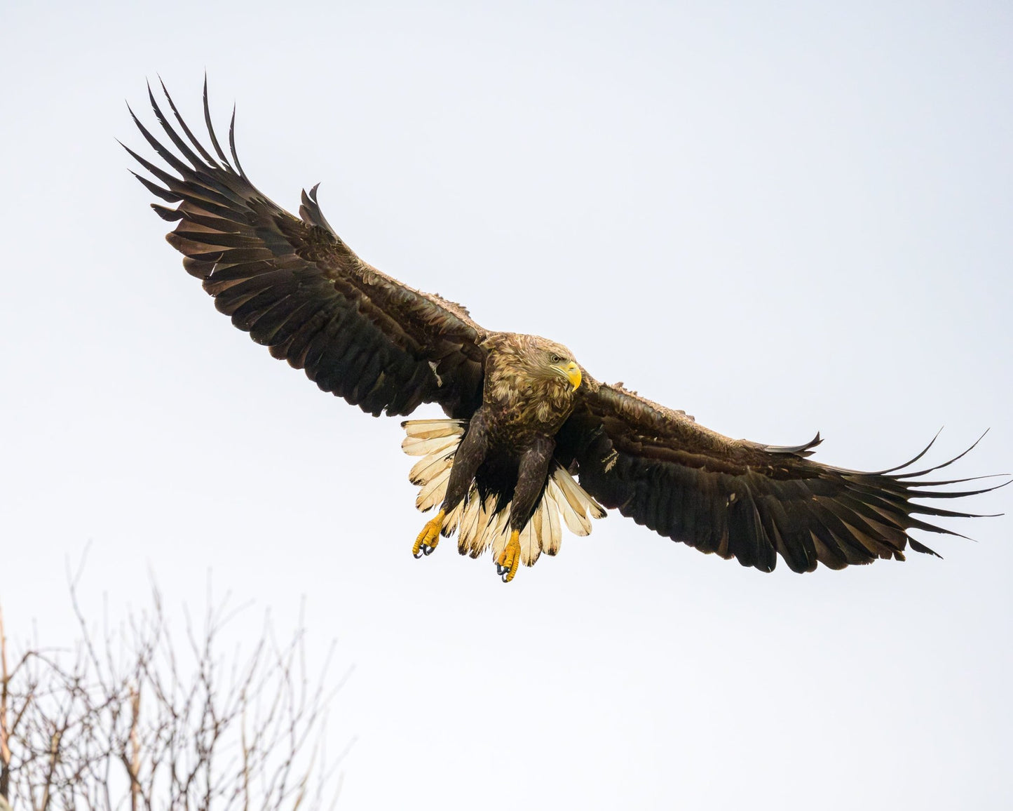 Kings of the Air VI - Allie Richards Photography