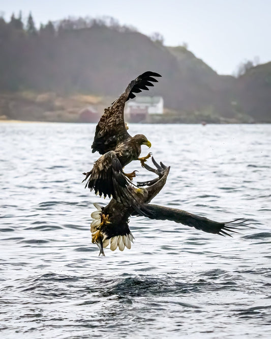 Kings of the Air VII - Allie Richards Photography