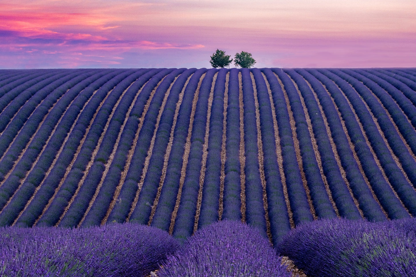 Lavender Dreams - Allie Richards Photography