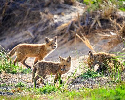 Little Kits - Allie Richards Photography