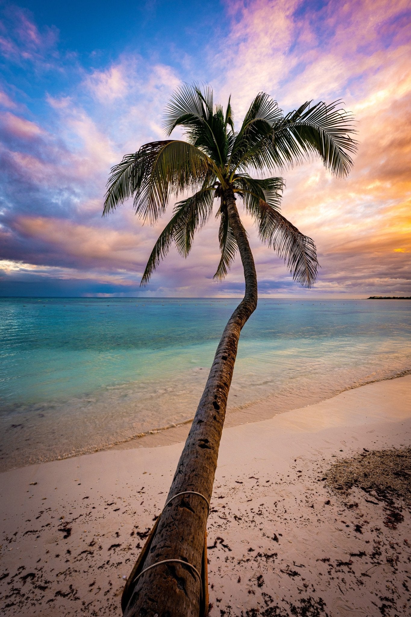 Lone Palm - Allie Richards Photography