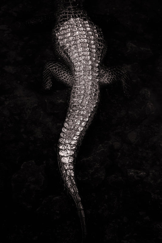 Obsidian Scales - Allie Richards Photography