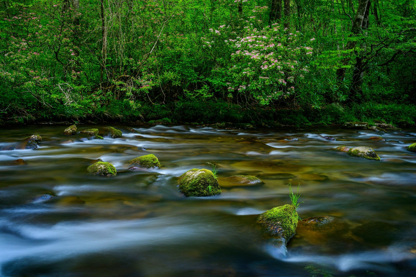 Ooconaluftee - Allie Richards Photography
