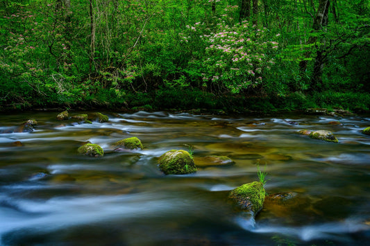 Ooconaluftee - Allie Richards Photography