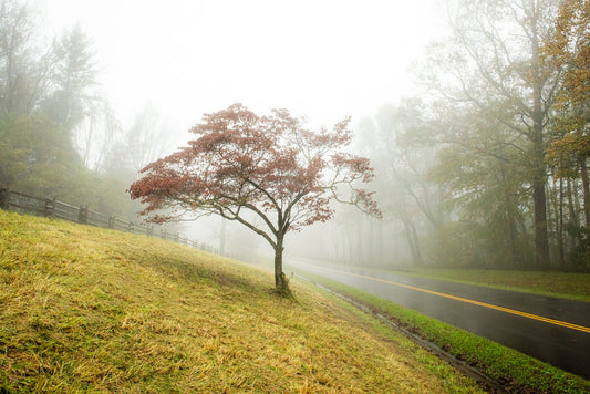 Out of the Fog - Allie Richards Photography