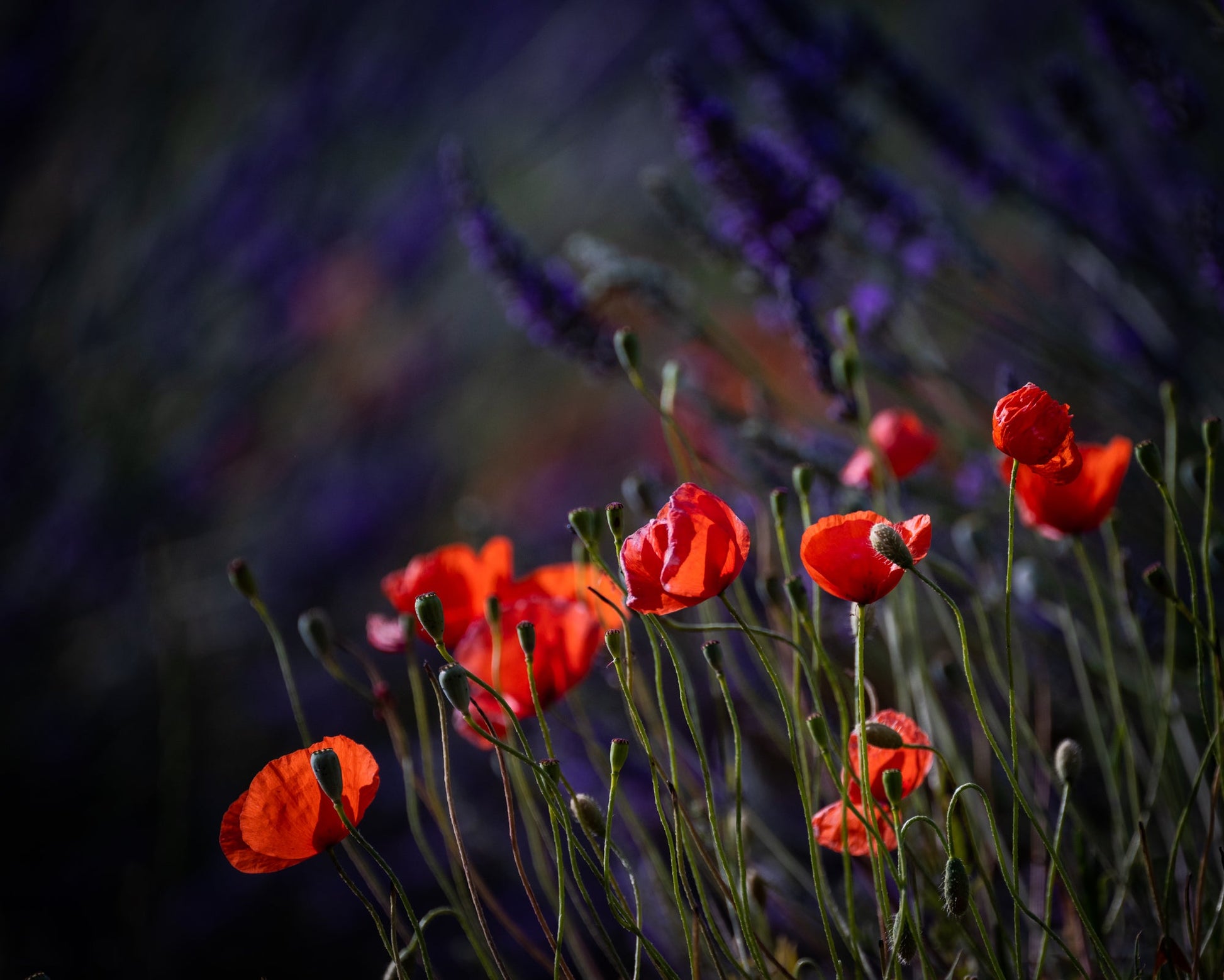 Poppies $ Lavender - Allie Richards Photography