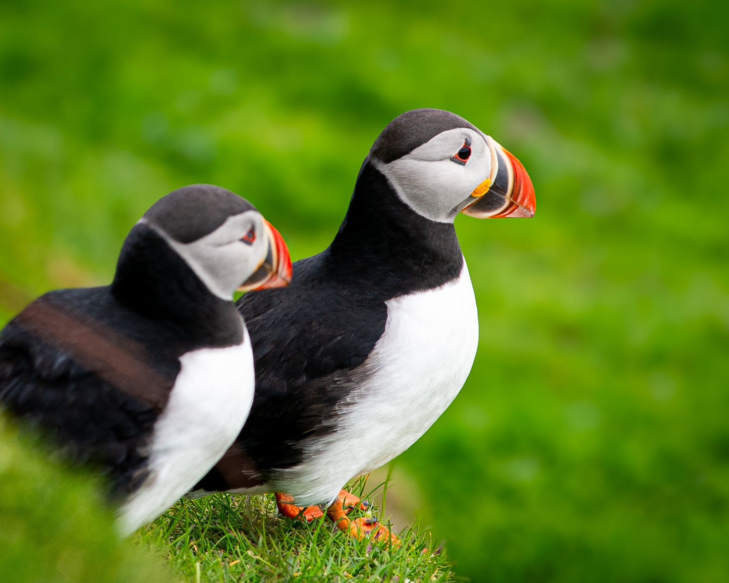 Puffin Island - Allie Richards Photography