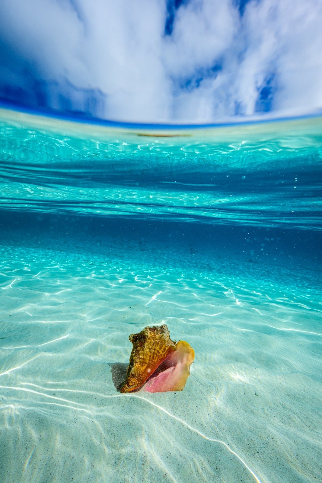 Queen Conch - Allie Richards Photography