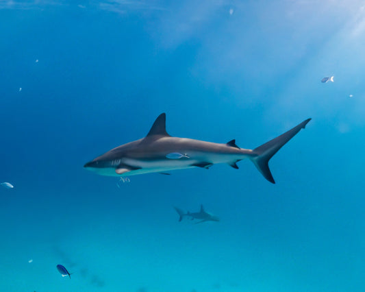Reef Shark - Allie Richards Photography