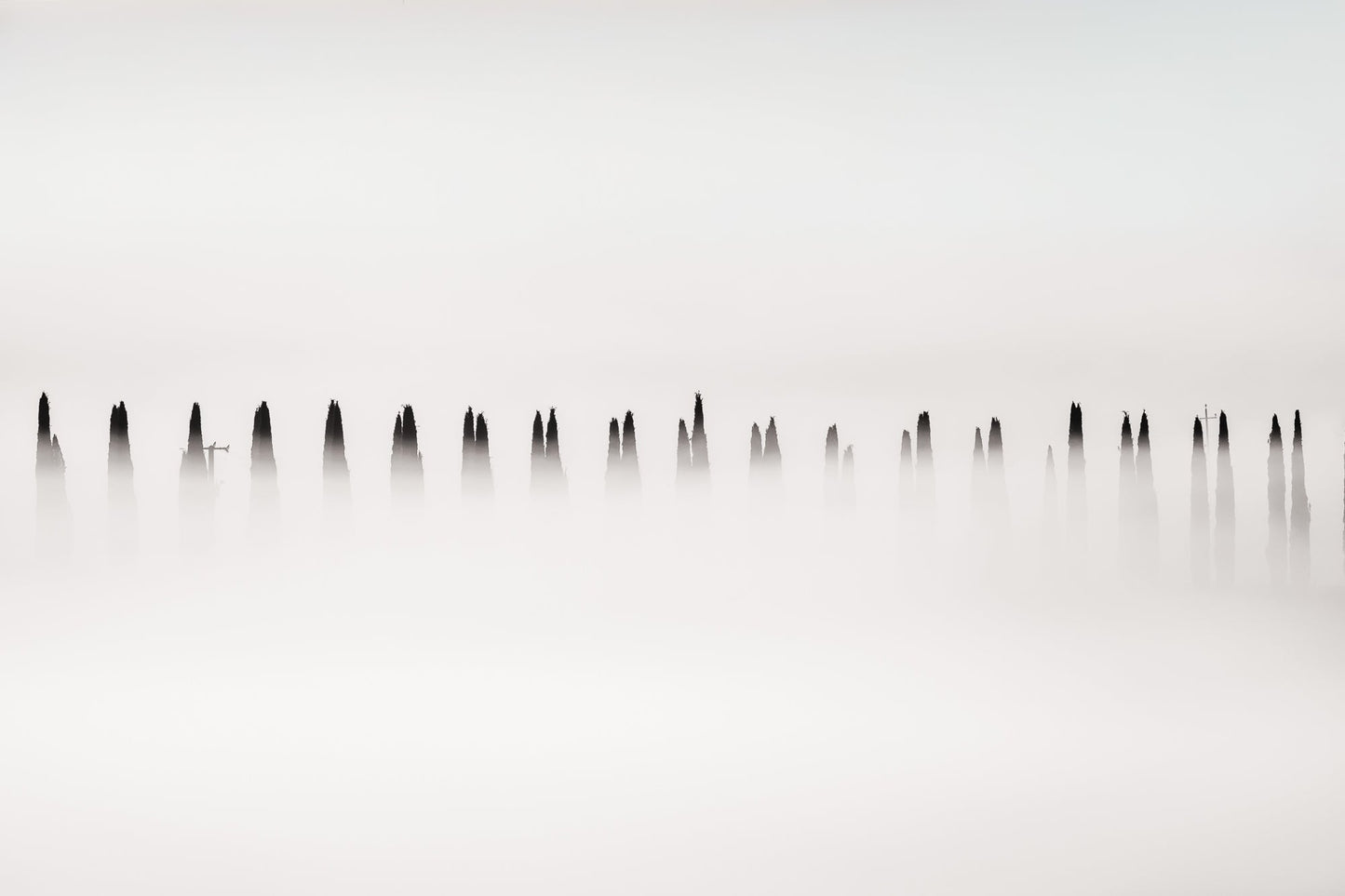 Shrouded Sentinels - Allie Richards Photography