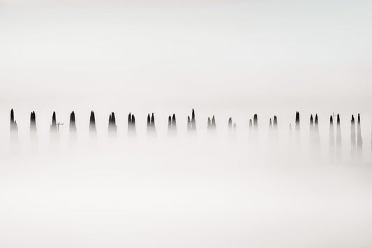Shrouded Sentinels - Allie Richards Photography