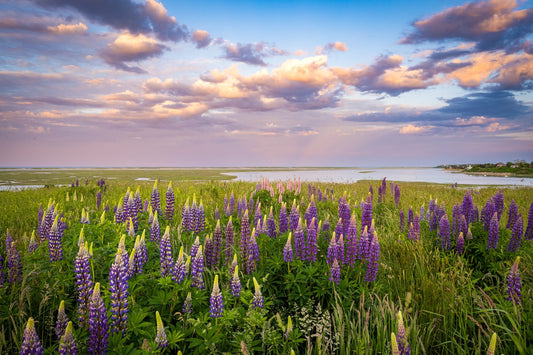 Spring on the Seashore - Allie Richards Photography