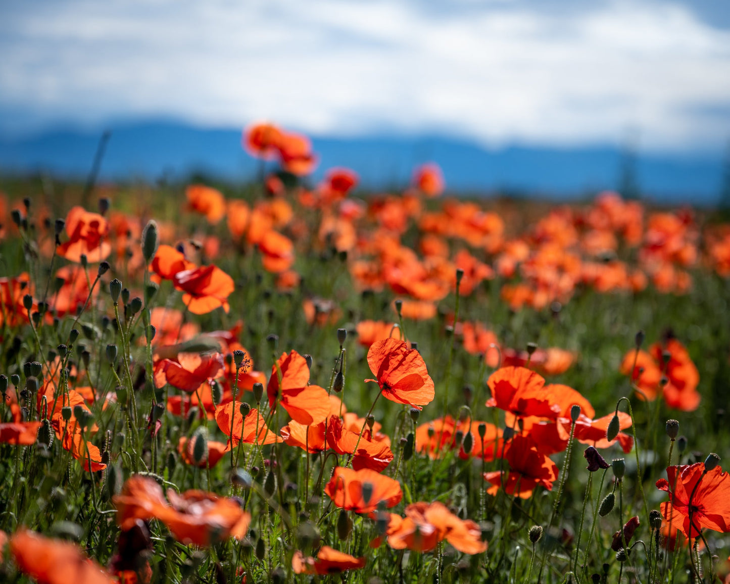 Spring Poppies - Allie Richards Photography