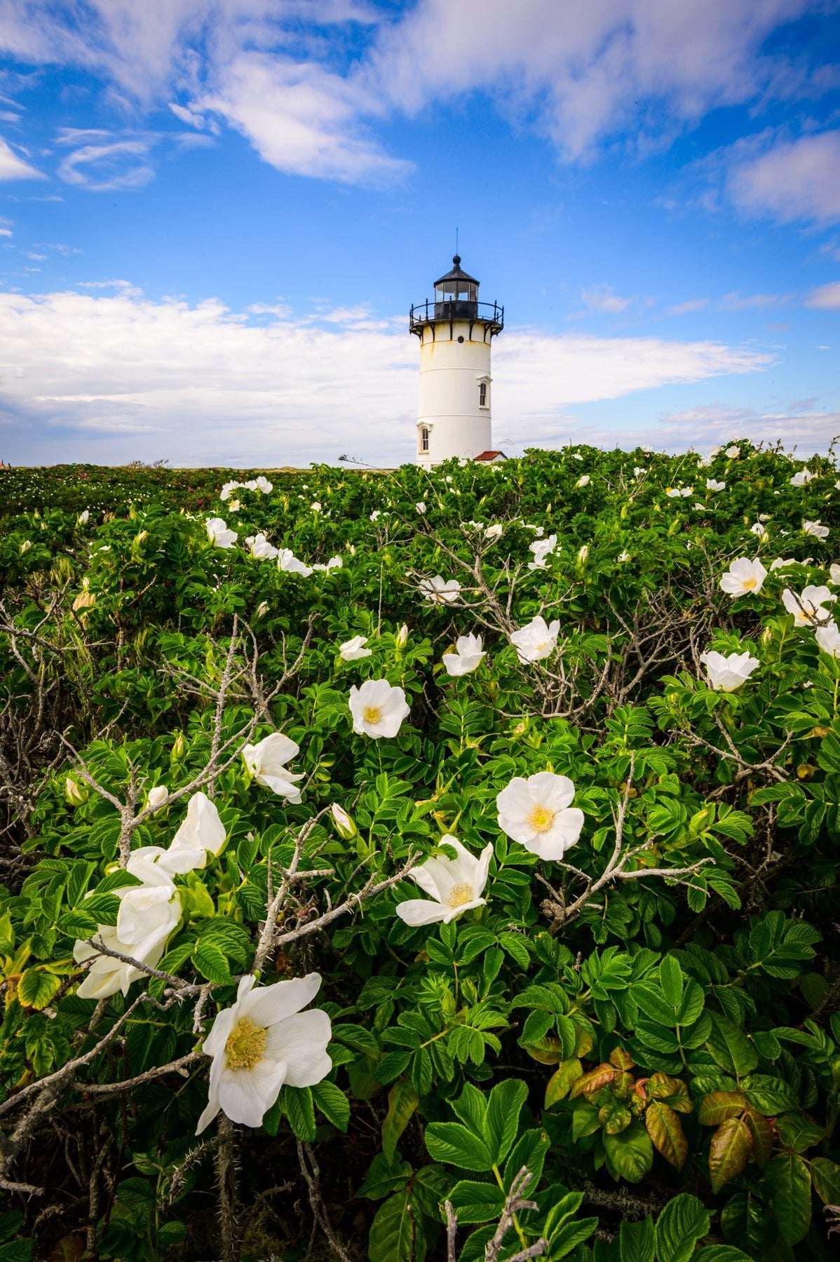 Summer at Race Point - Allie Richards Photography