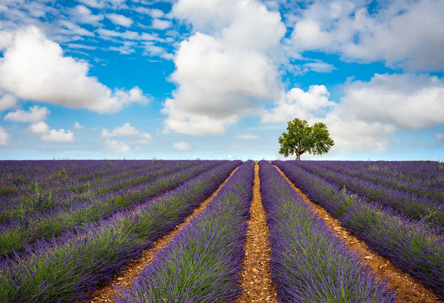 Summer in Provence - Allie Richards Photography