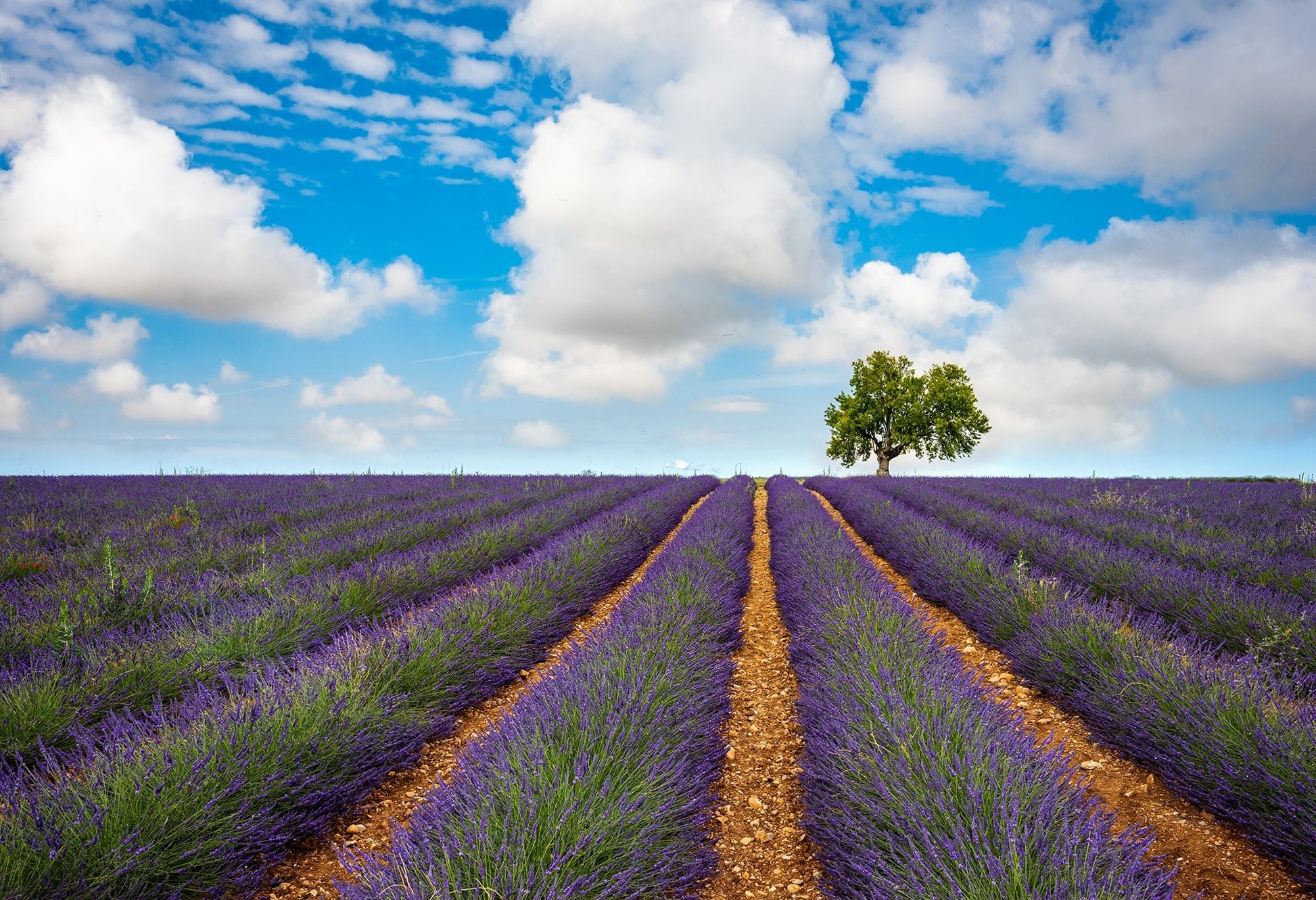 Summer in Provence - Allie Richards Photography