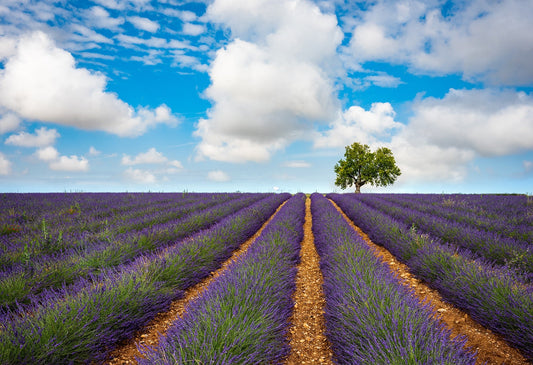Summer in Provence - Allie Richards Photography