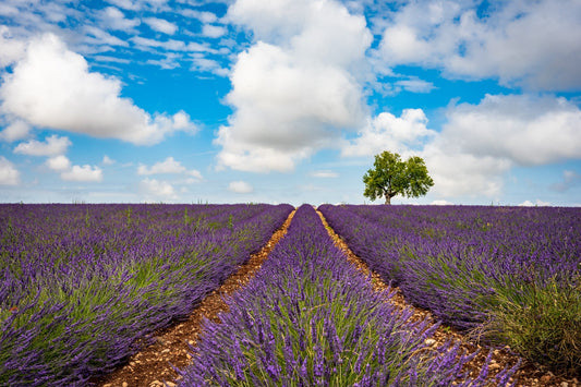 Summer in Provence - Allie Richards Photography