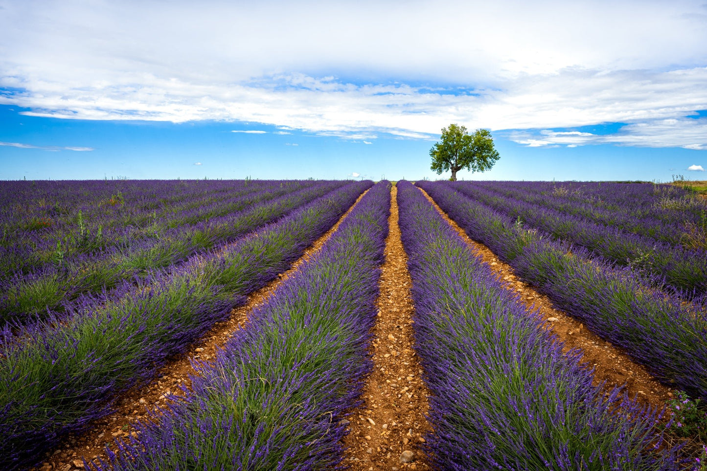 Summer in Provence II - Allie Richards Photography