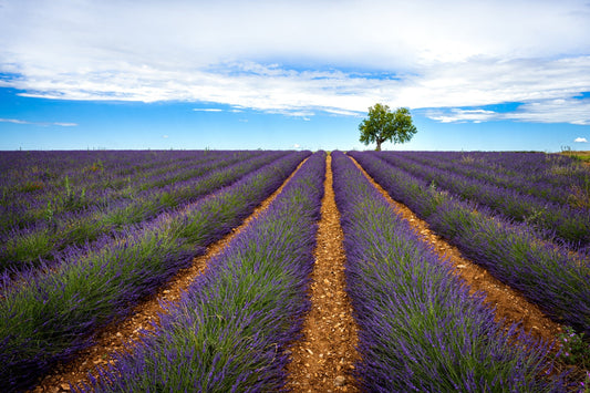 Summer in Provence II - Allie Richards Photography