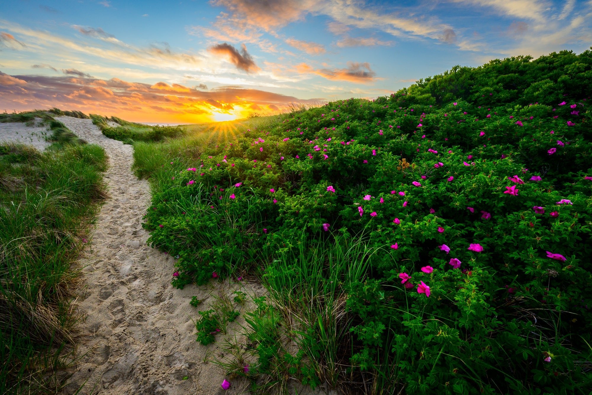Summer's Invitation - Allie Richards Photography