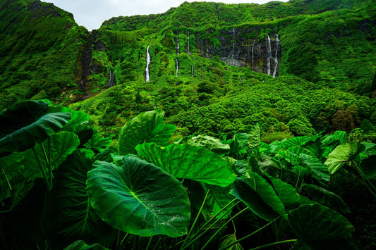 The Falls of Flores Island - Allie Richards Photography