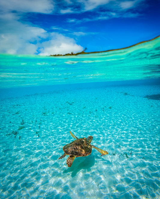 Tortuga - Allie Richards Photography
