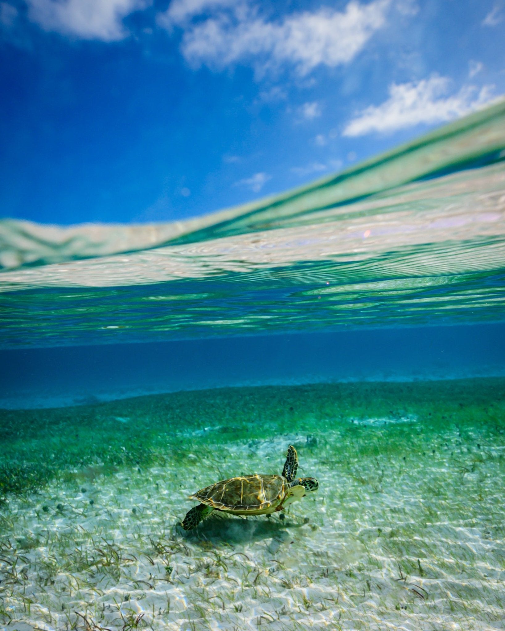 Tortuga II - Allie Richards Photography