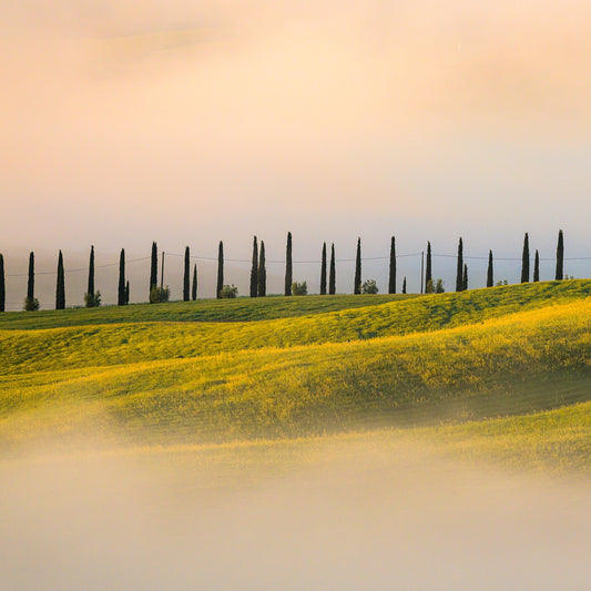 Tuscan Glow - Allie Richards Photography