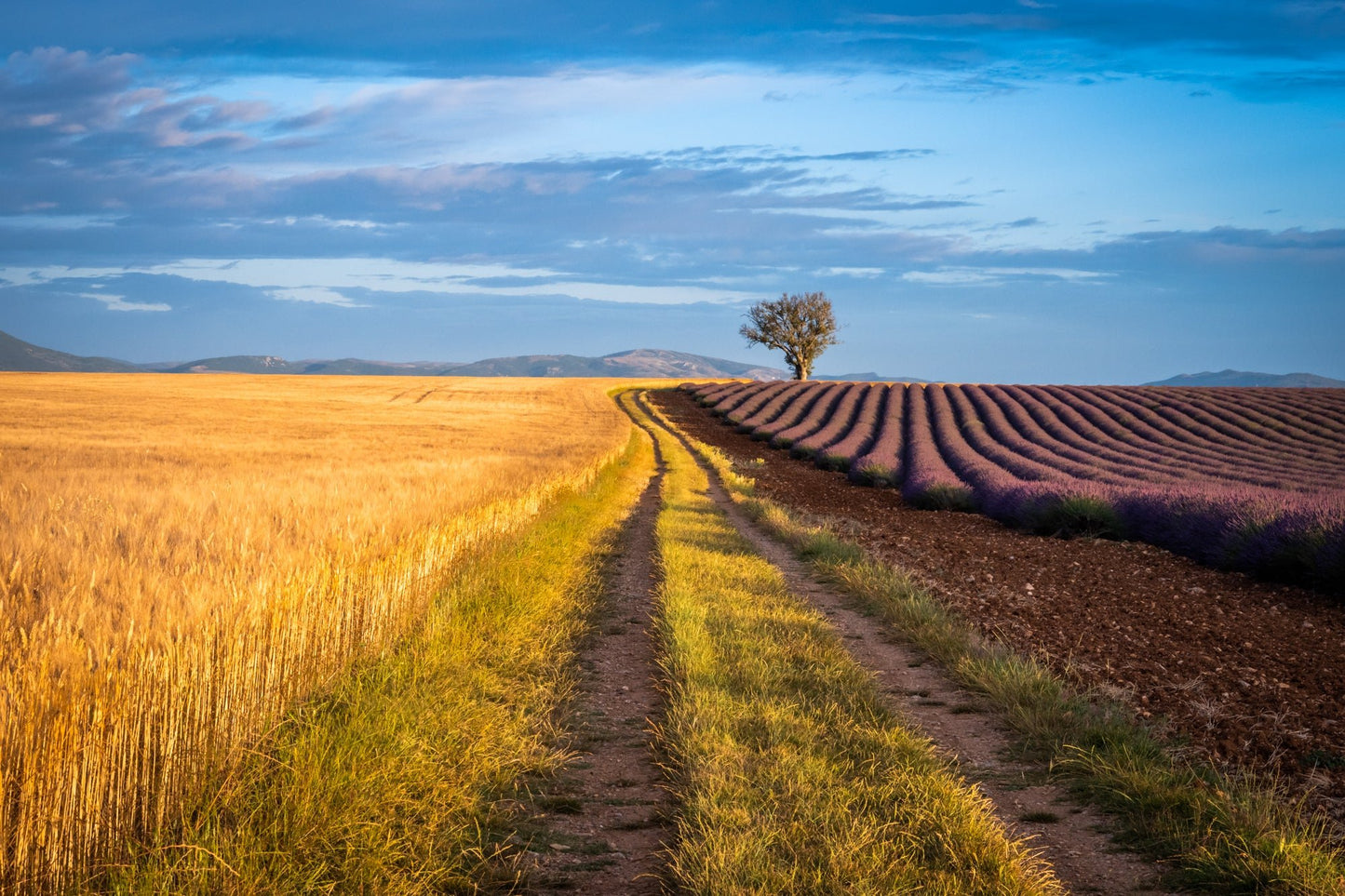 Wheat & Lavender - Allie Richards Photography