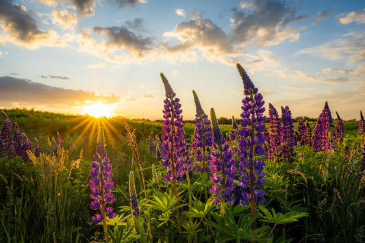 Wildflower Sunset - Allie Richards Photography