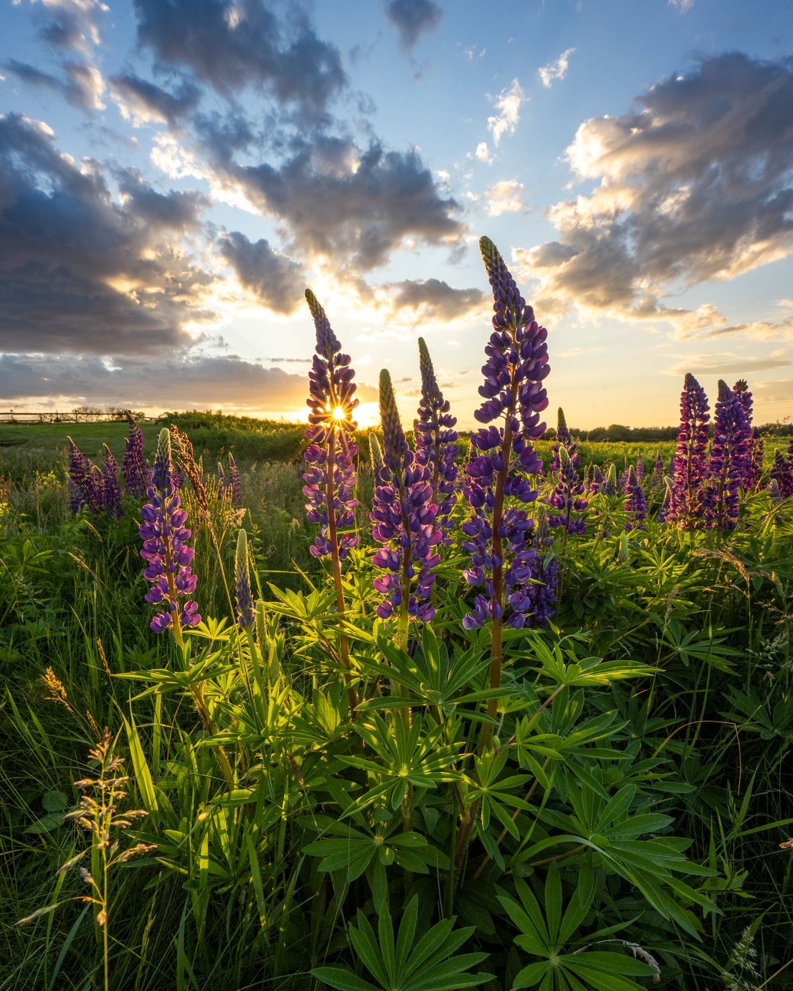 Wildflower Sunset II - Allie Richards Photography