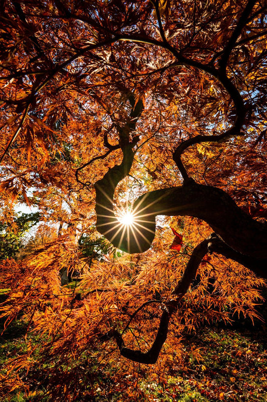 Autumn Brilliance - Allie Richards Photography