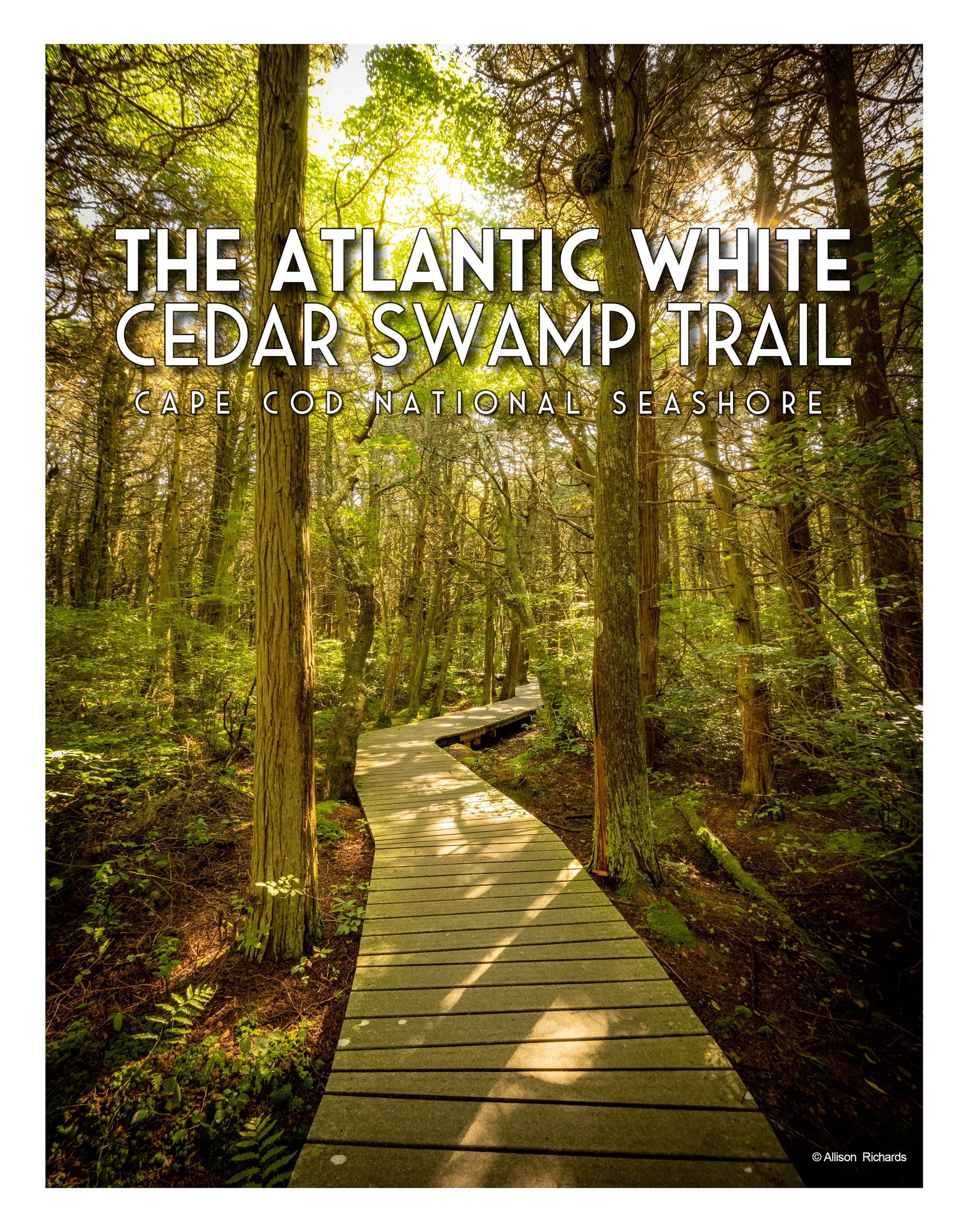 Cedar Swamp Poster - Allie Richards Photography