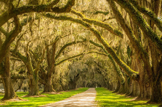 Charm of Beaufort - Allie Richards Photography