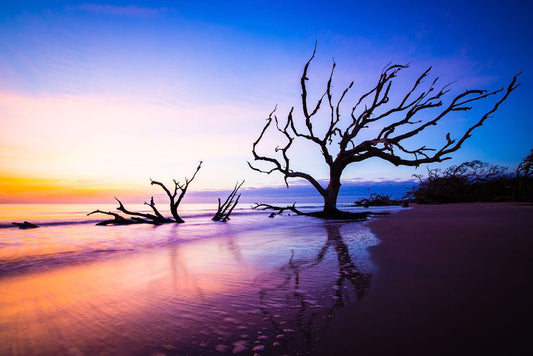 Dawn at Driftwood Beach - Allie Richards Photography