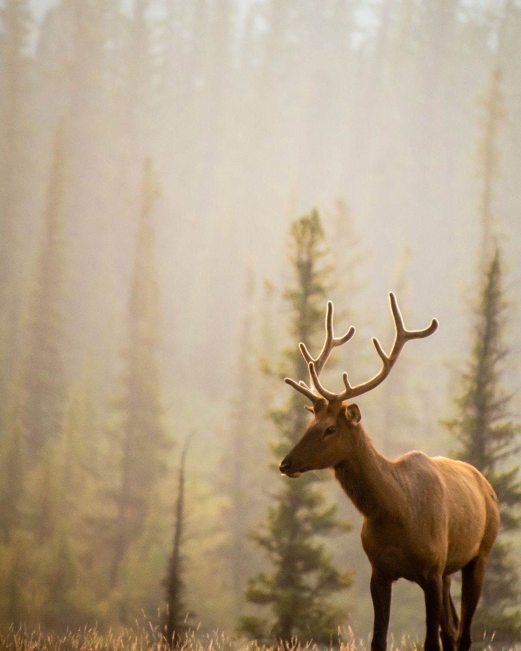 Elk at Dawn - Allie Richards Photography
