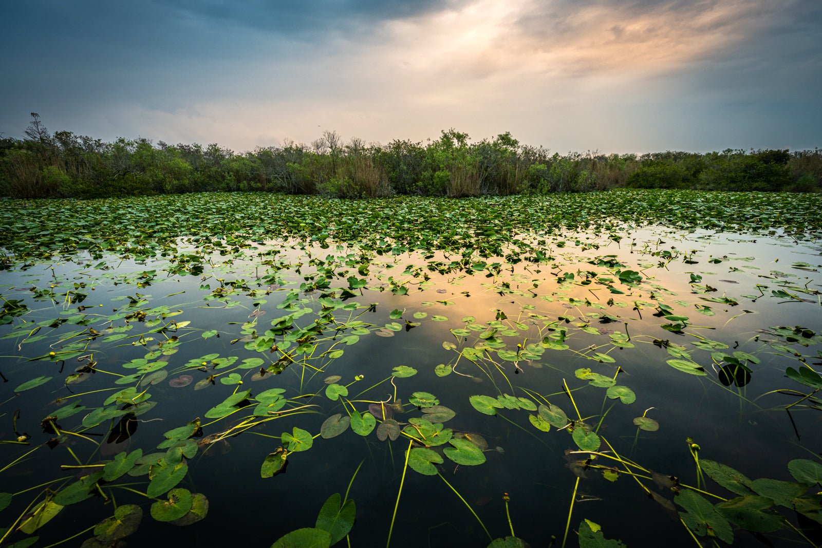 Everglades Evening - Allie Richards Photography