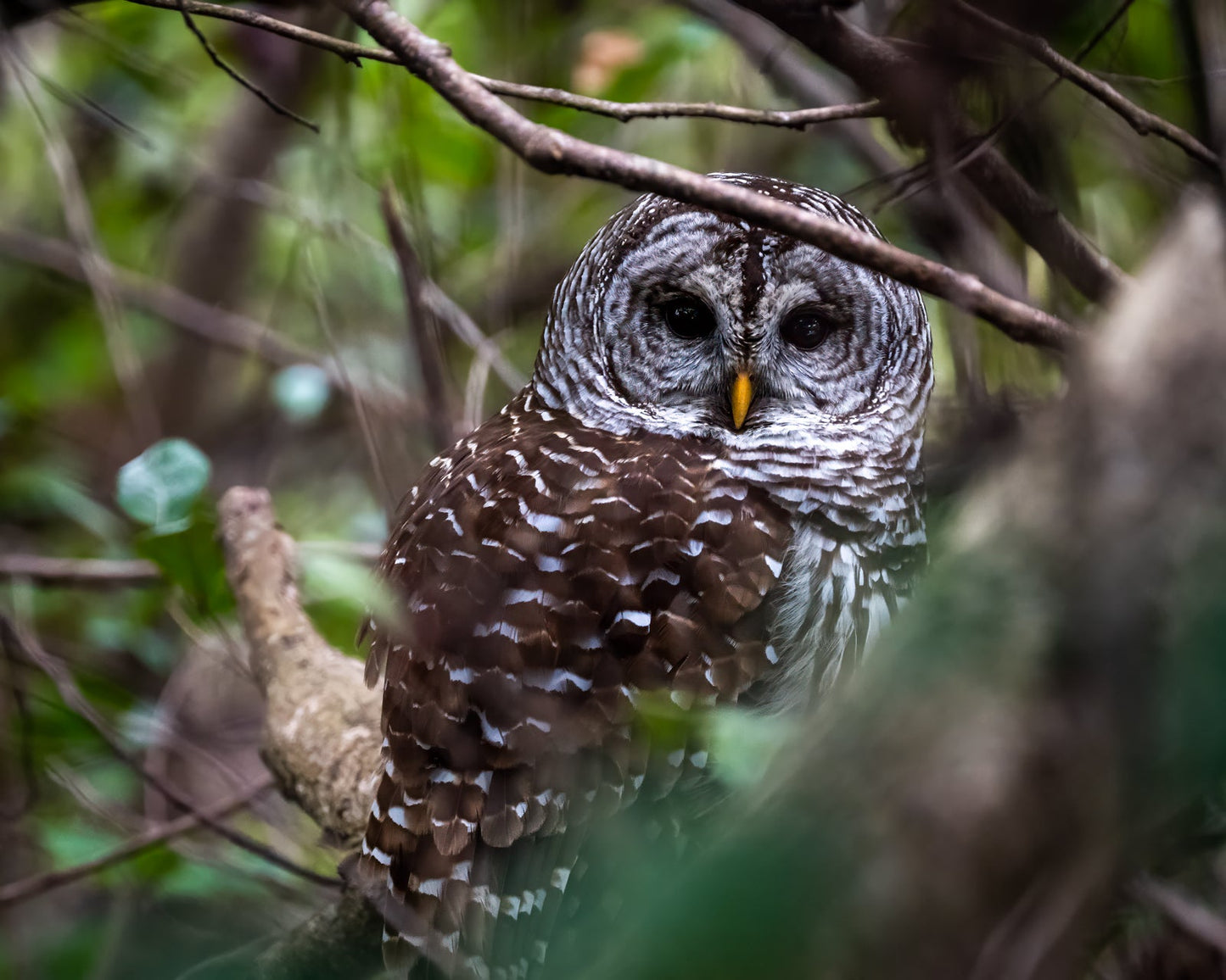 Hidden in the Branches - Allie Richards Photography