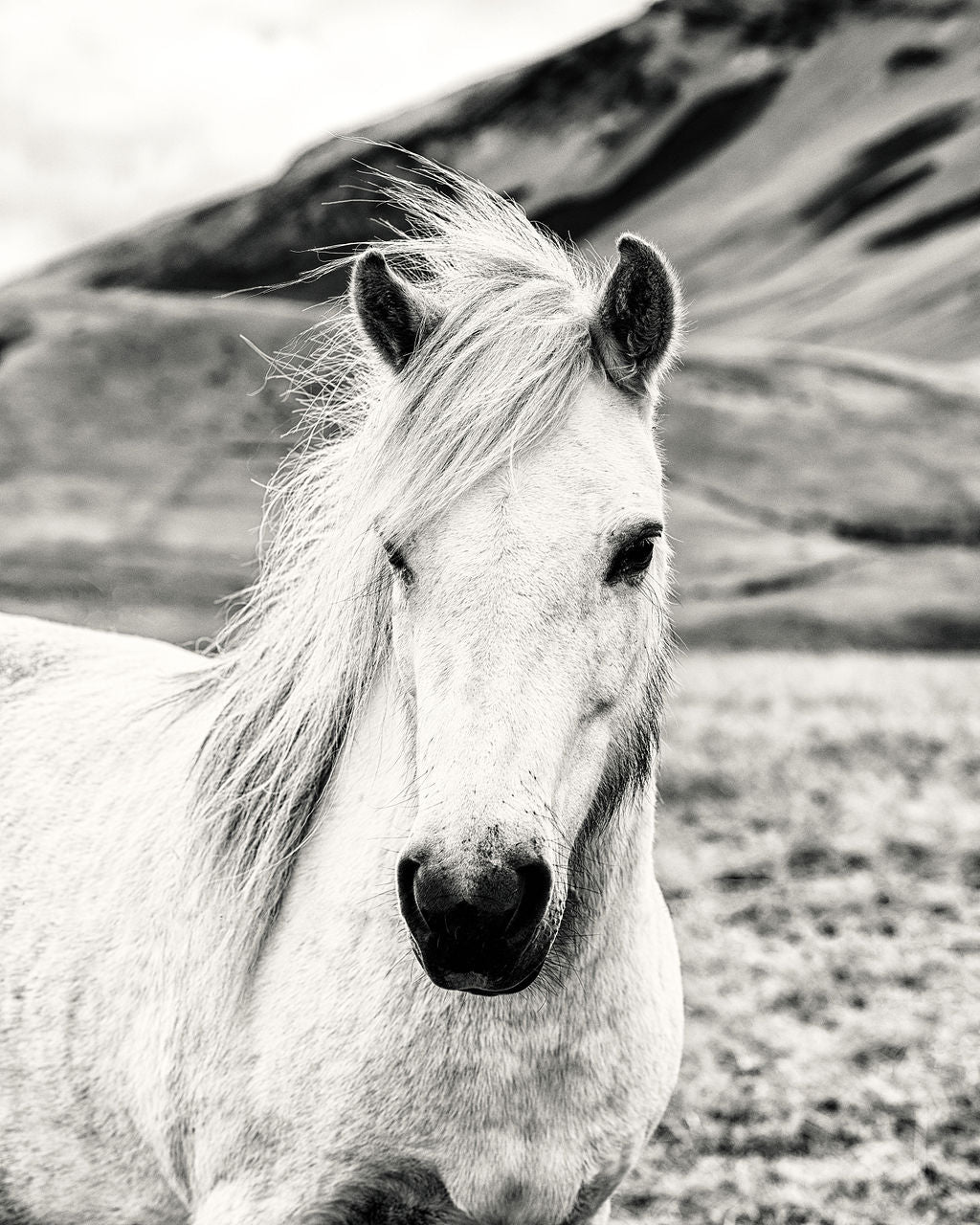 Horse Portrait - Allie Richards Photography