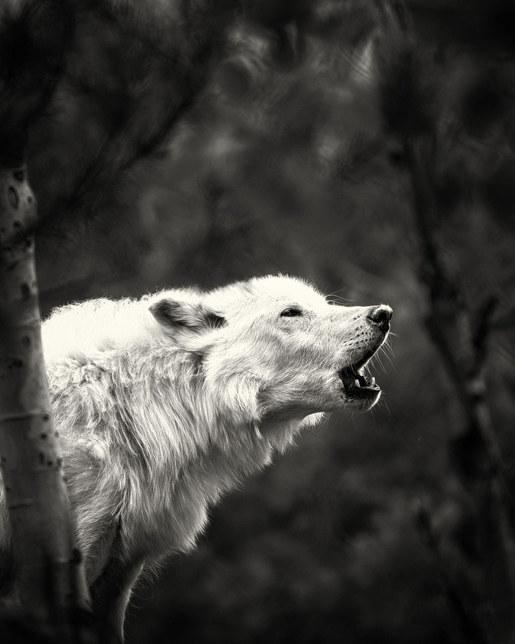 "Howl to the Moon" 11x14 Matted Print - Allie Richards Photography