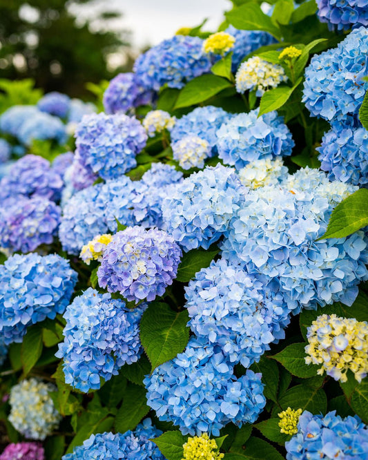 Hydrangea Love - Allie Richards Photography