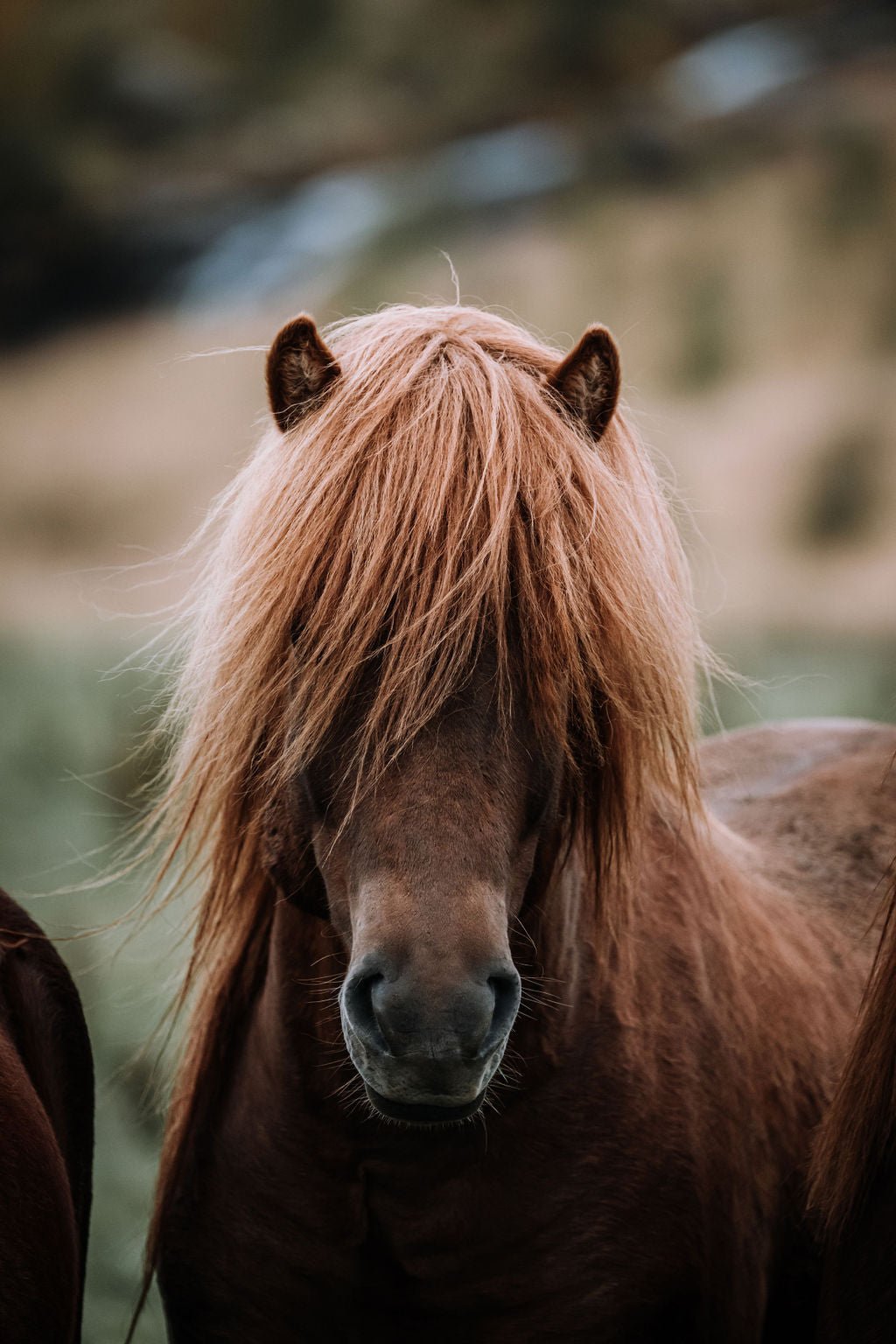 Icelandic Horse - Allie Richards Photography