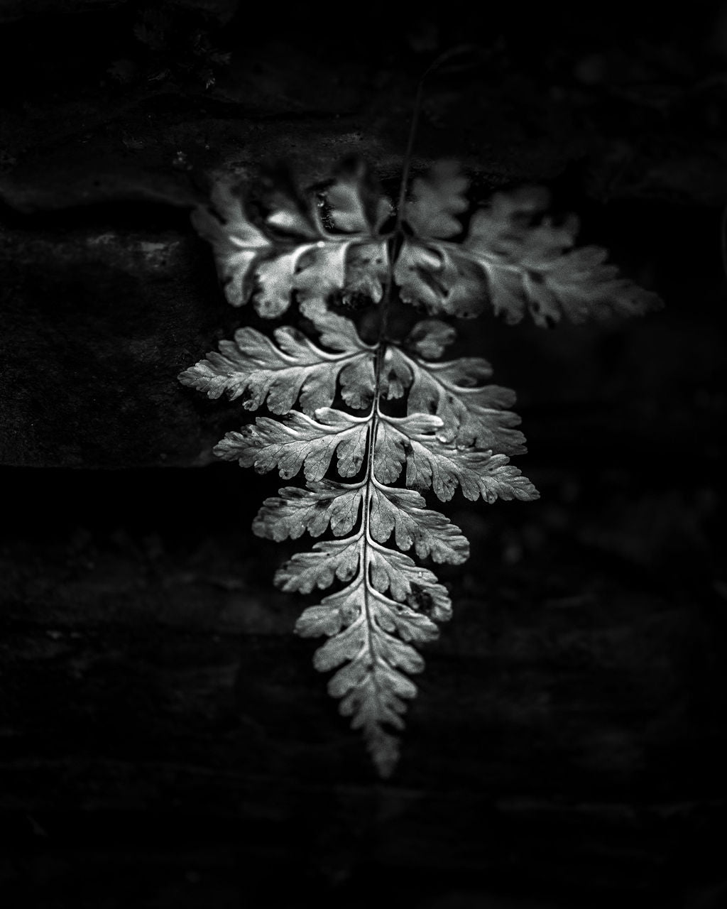 Lone Fern BW - Allie Richards Photography