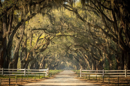 Scenes From Wormsloe - Allie Richards Photography