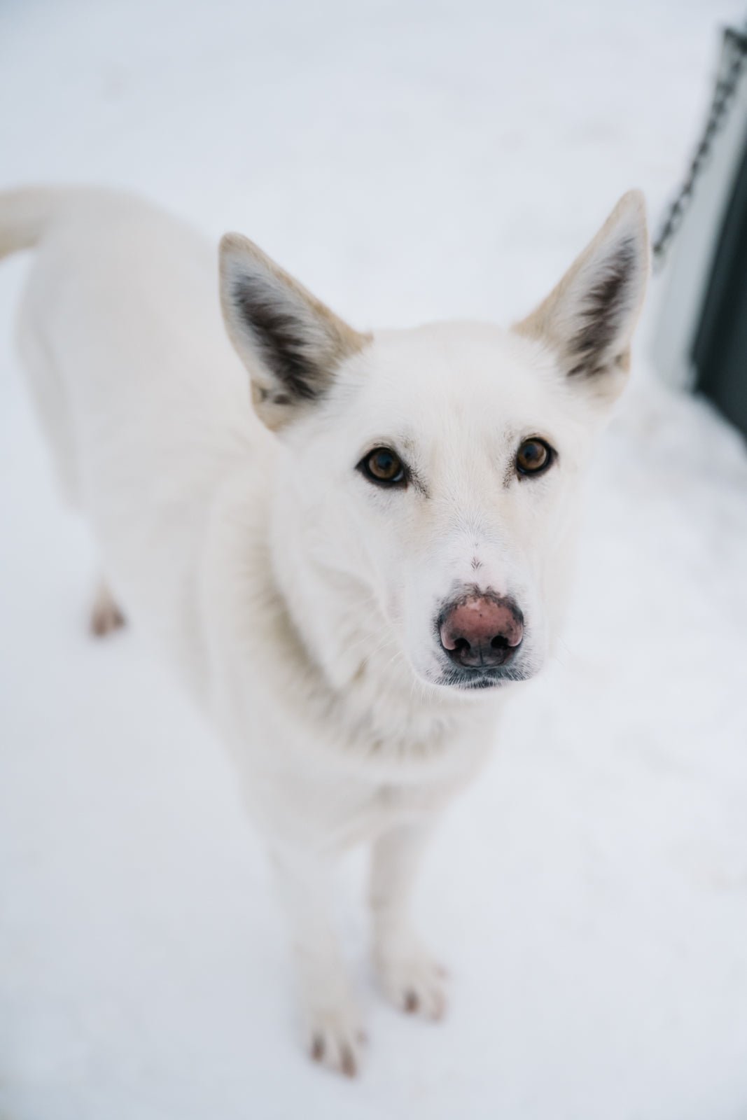 Sled Dog - Allie Richards Photography