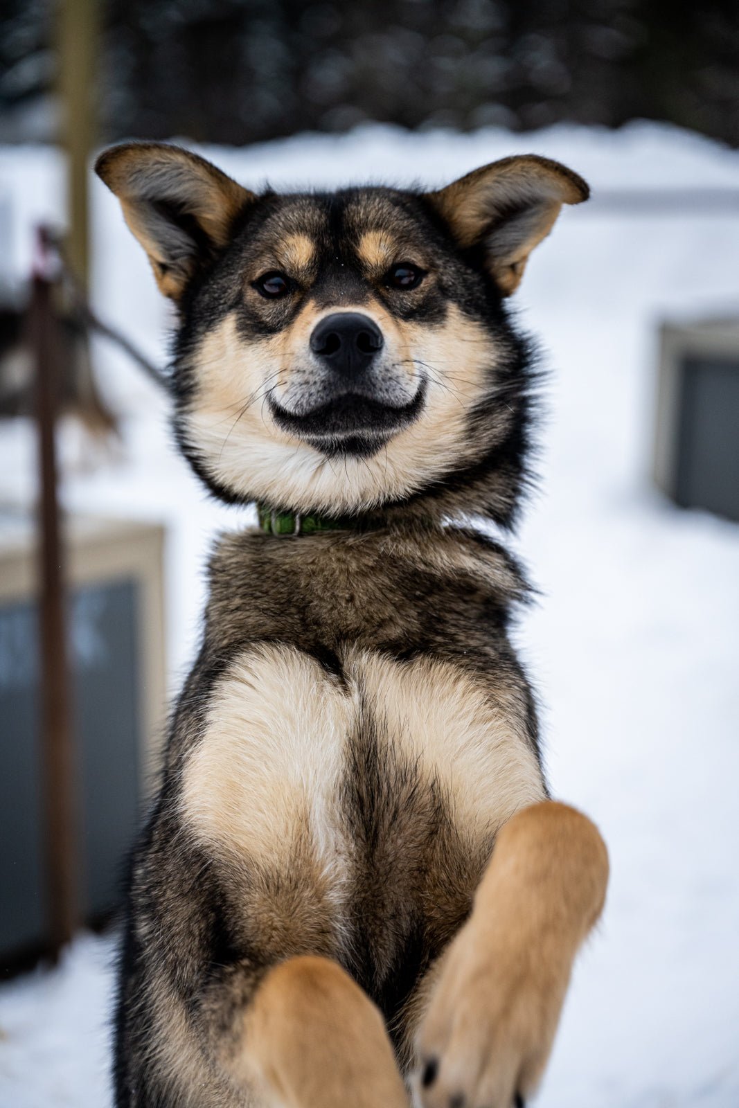 Sled Dog II - Allie Richards Photography