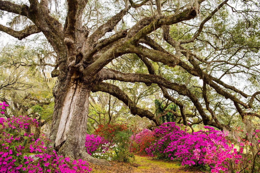 Sider Tree Spider Tree – Allie Richards Photography