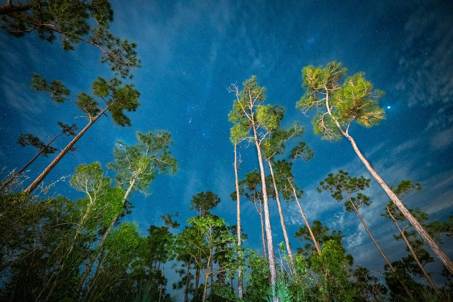 Starry Night over the Pinelands - Allie Richards Photography
